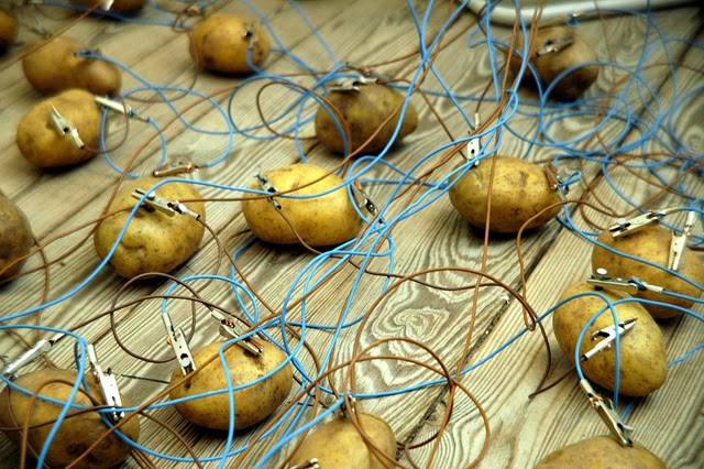 A Potato Battery Can Light Up a Room For Over a Month