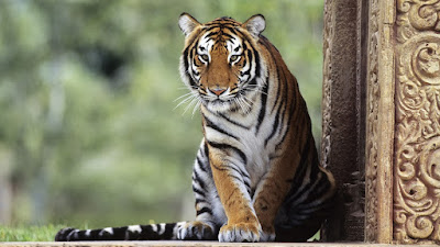 Tiger Photos - See beautiful tiger images 