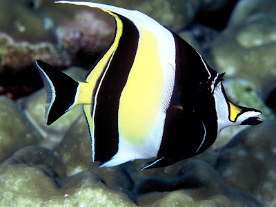 Fish Index: Moorish Idol (Zanclus canescens)