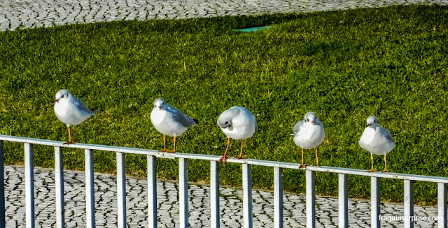 Aves aquáticas às margens do Rio Mondego, em Coimbra