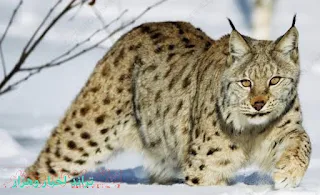 رقم 4 قطط سيندر لاند-سلالات القطط البرية النادرة في العالم_The world's 10 rarest wildcats