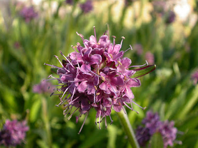 ID: a purplish-pink, blooming spikenard plant.