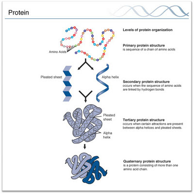 Multiple Choice on Proteins Protein Structure