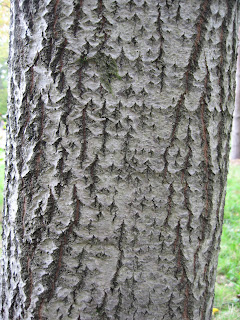 Tree bark