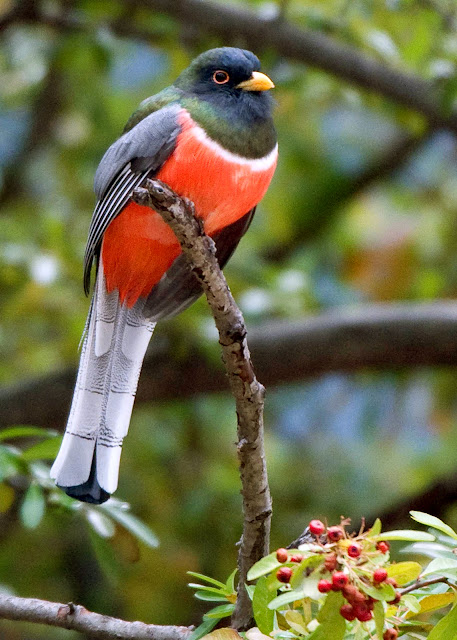 Bellas, hermosas, preciosas, lindas aves de El Salvador