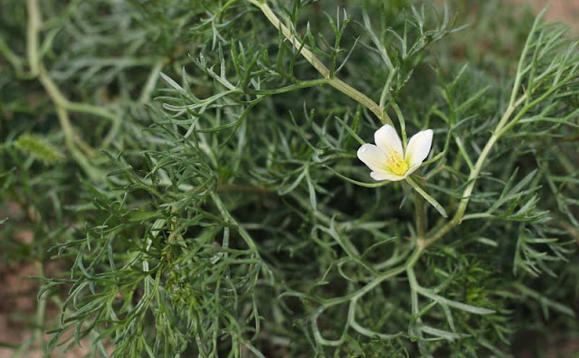 Peganum Harmala Flowers Pictures