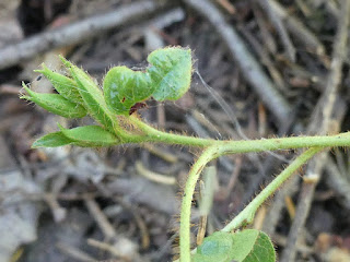 Épigée rampante - Epigaea repens