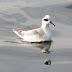 Up close and personal with yet another GREY PHALAROPE!