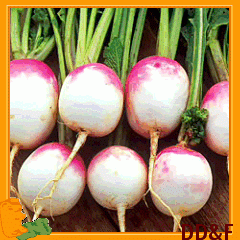 Health Benefits Of Turnips