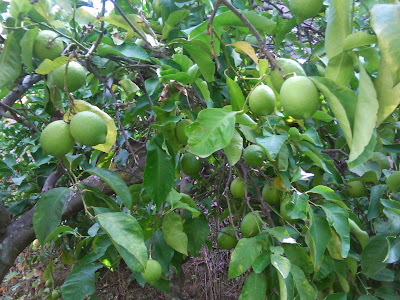 limones verdes