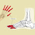 What are the phalanges?( Top 18 fascinating data)