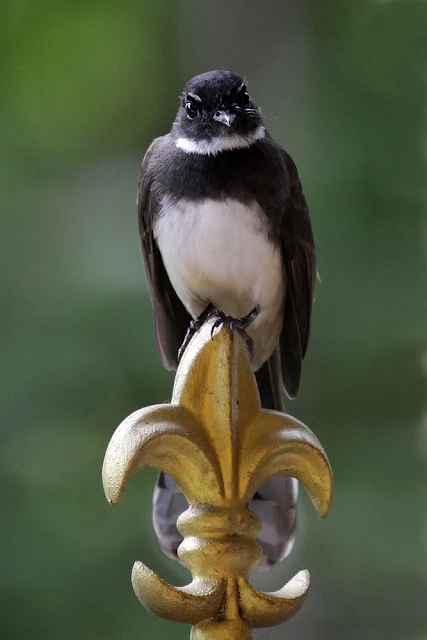 Pied Fantail (Rhipidura javanica)