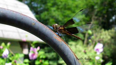 Dragonfly taking a rest