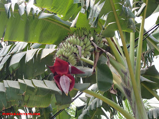 PANEN DAN PASCAPANEN TANAMAN PISANG