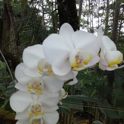 White big orchids