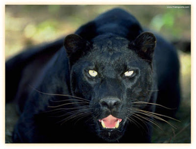Jaguar on Karma Dharma Bhutadaya  Beware The Black Jaguar