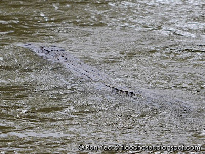 Estuarine Crocodile (Crocodylus porosus)