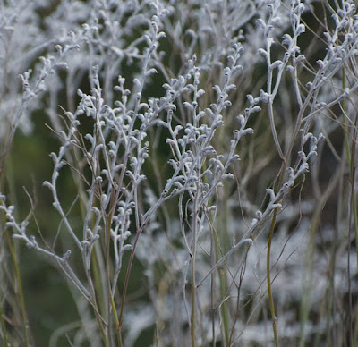 Conospermum sp