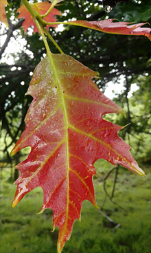 Hoja de roble - Campas de Arimegorta