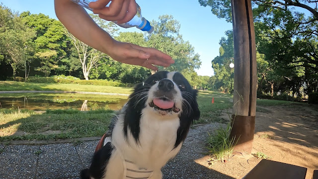 保護犬 ボーダーコリー トーマ