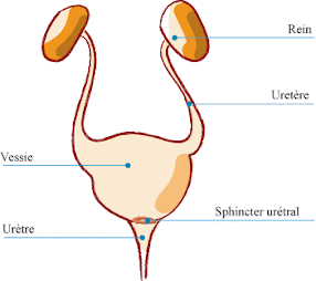 Image de la Rétention Urinaire Infection