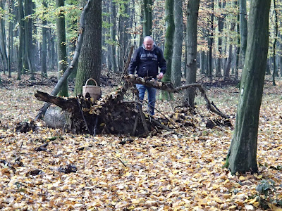 grzyby 2018, grzyby w październiku, grzyby w Puszczy Niepołomickiej, opieńki, gąsówki, czubajki, galaretnica, łycznik późny, grzyby nadrzewne, żylak promienisty, śluzowce, gładysz kruchy 