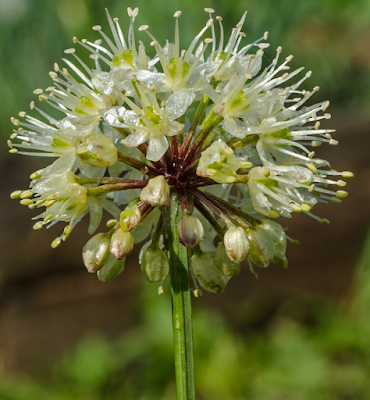 Соцветие Allium microdictyon
