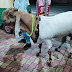 सुरक्षित नहीं हैं बकरे, बकरीद पर कुर्बानी के लिए जा रहे बकरों से लदी वैन को लूटा