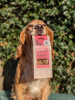 Eko the Golden Cocker Spaniel sitting in front of a wall of ivy holding in his mouth a cardboard box with a red label on it for Mr Bugs bug dog treats