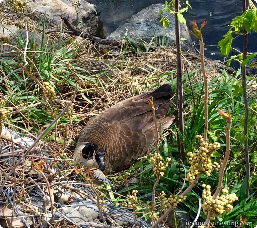 Clover the Goose