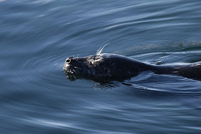 Trans Canada Trail Harbour Seal Victoria BC.