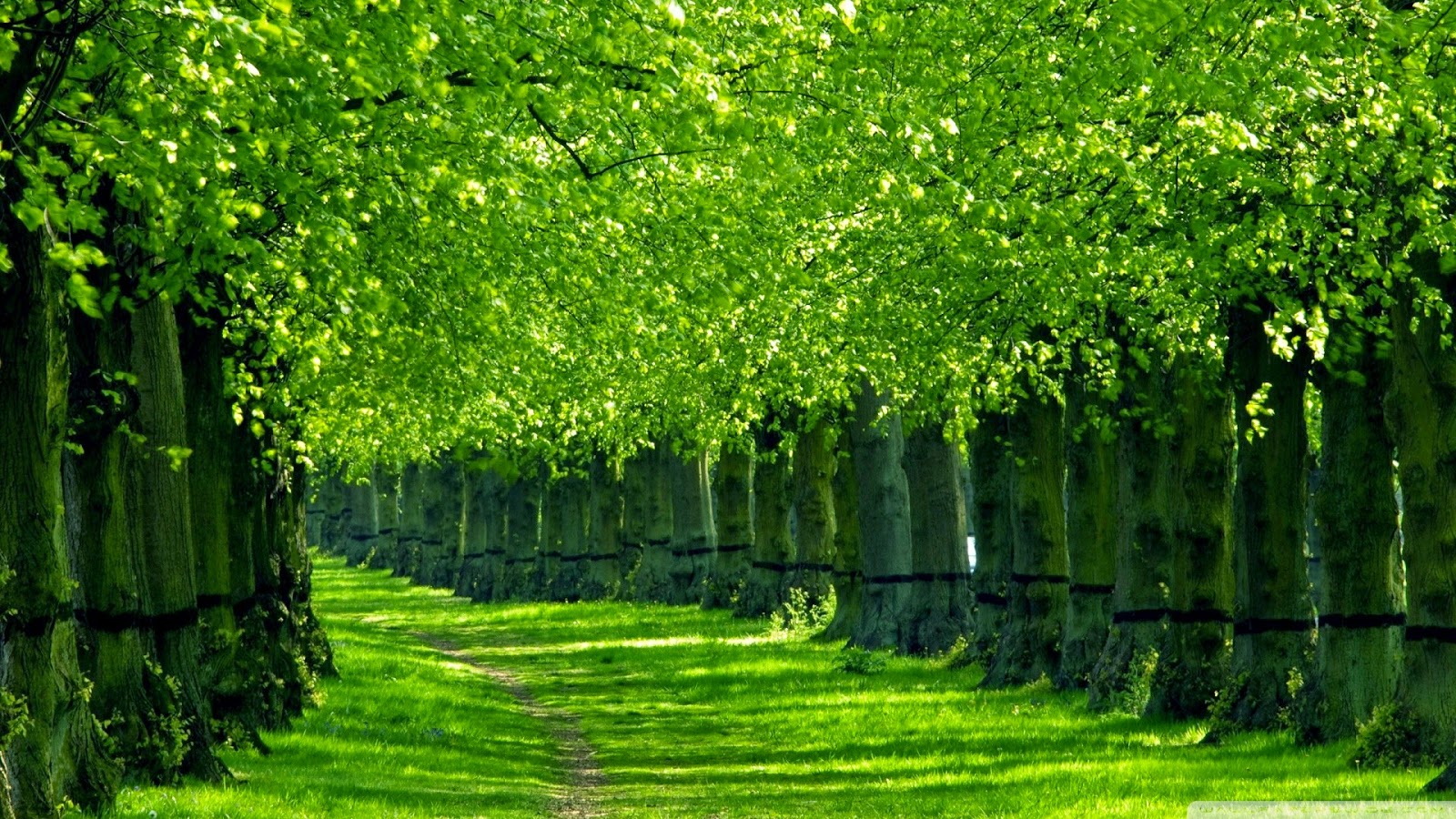Beautiful Green Nature Trees