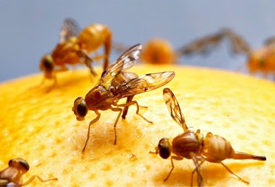 A mosca da fruta como controlar