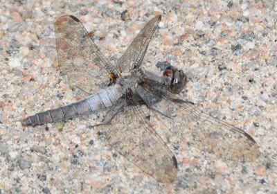 Chalk-fronted Corporal (Ladona julia)