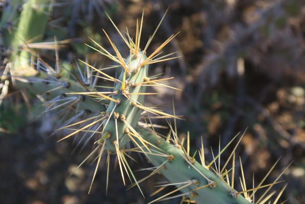 Cactus Spikes