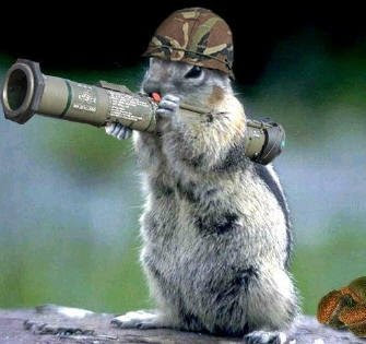 Squirrel on Gun Position