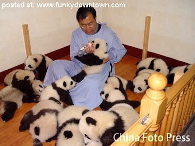 Images Baby Pandas on Kindergarten Of Baby Pandas   Funky Downtown