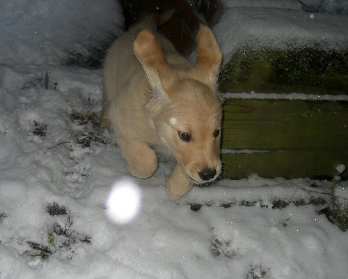 golden retriever puppy cute. From Cute Golden Retriever