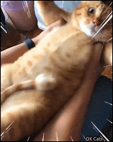 Funny Cat GIF • Fat cat on its back his meanwhile human shakes his flat belly skin, hahaha.
