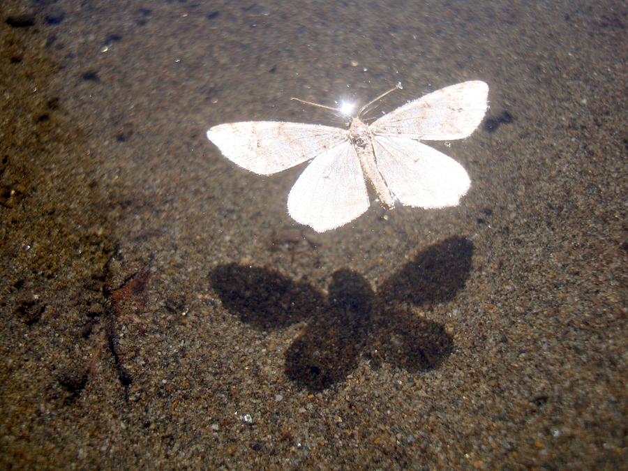 White moth floating in clear water with sand with underwater sand bed