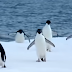 Cuộc di cư tuyệt vời của chim cánh cụt