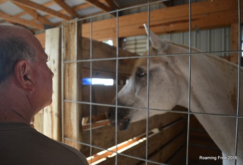 Trying to be a horse whisperer