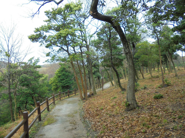雨の日の弥生の森の遊歩道