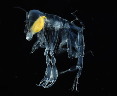 Transparent Animals @ strange pictures