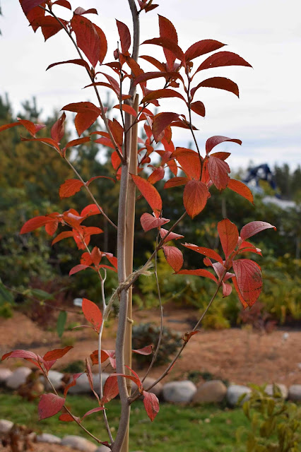 Stewartia pseudocamellia var. koreana