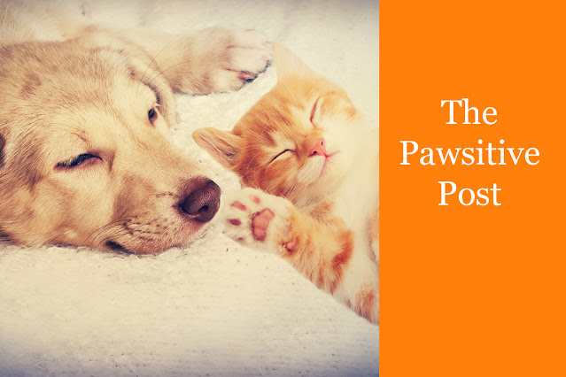 Introducing The Pawsitive Post.  The newsletter graphic is pictured.