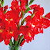 GLADIOL KAIFA DAN SERUNI 