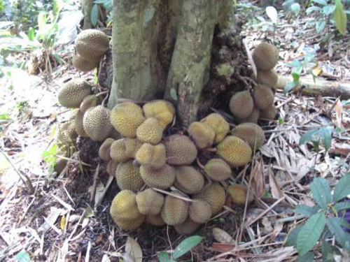 Durian