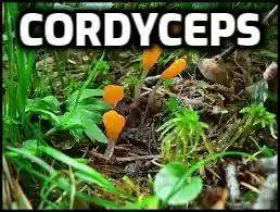 Cordyceps. Cordyceps mushrooms