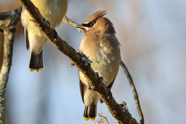 Cedar waxwing bird